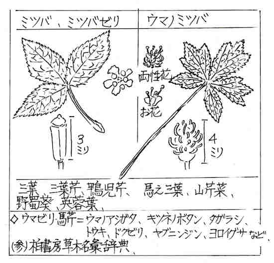 f:id:chuumeikun:20180730224159j:plain