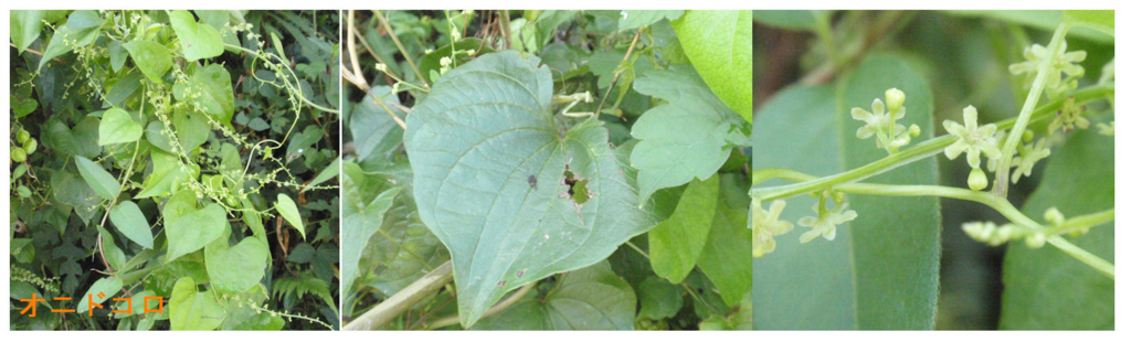 f:id:chuumeikun:20180730224355j:plain