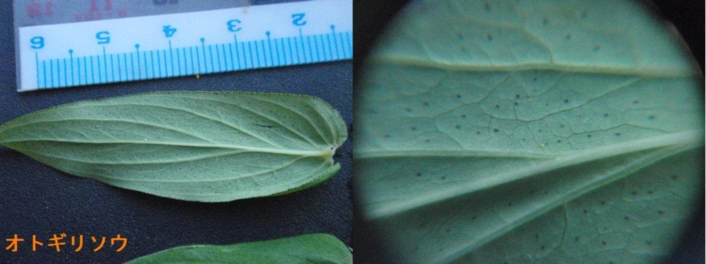 f:id:chuumeikun:20180801001935j:plain f:id:chuumeikun:20180801001935j:plain