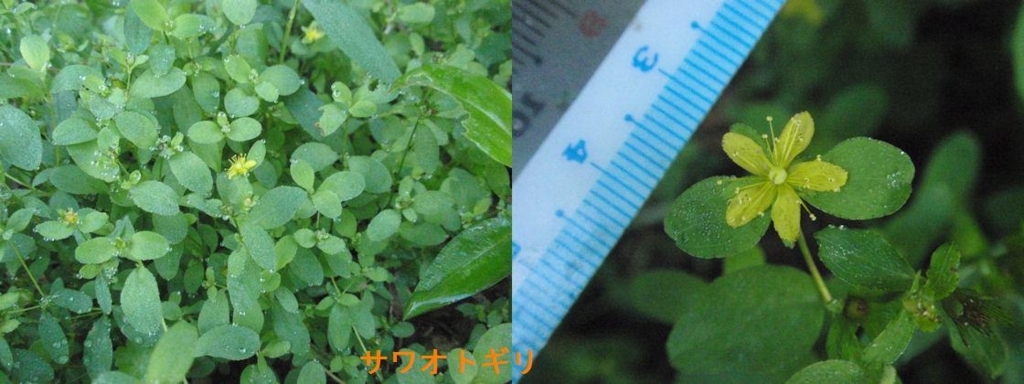 f:id:chuumeikun:20180801001954j:plain f:id:chuumeikun:20180801001954j:plain