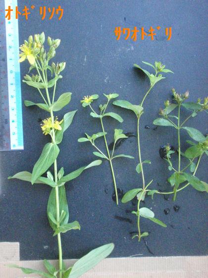 f:id:chuumeikun:20180801002042j:plain f:id:chuumeikun:20180801002042j:plain