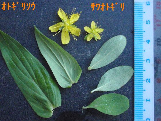 f:id:chuumeikun:20180801002106j:plain f:id:chuumeikun:20180801002106j:plain