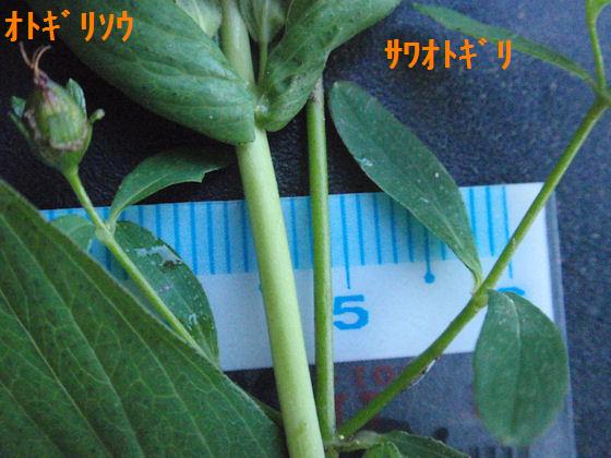 f:id:chuumeikun:20180801002124j:plain f:id:chuumeikun:20180801002124j:plain