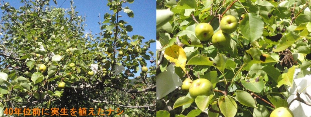 f:id:chuumeikun:20180801002354j:plain f:id:chuumeikun:20180801002354j:plain