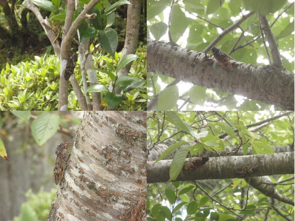 f:id:chuumeikun:20180801002414j:plain f:id:chuumeikun:20180801002414j:plain