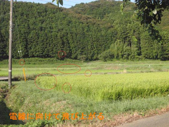 f:id:chuumeikun:20180803063558j:plain