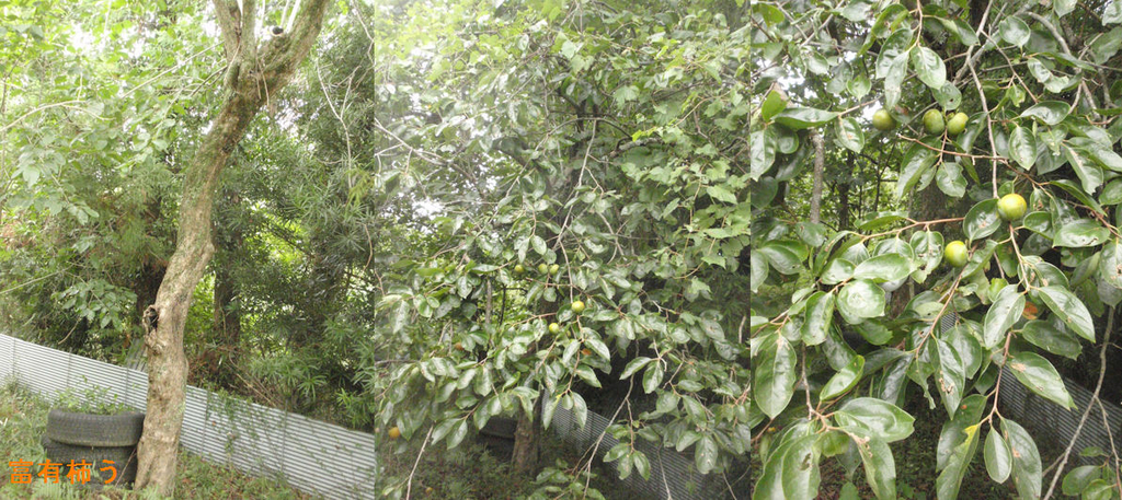 f:id:chuumeikun:20180910190903j:plain