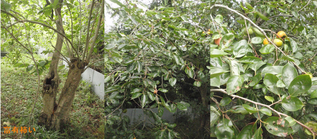 f:id:chuumeikun:20180910190926j:plain