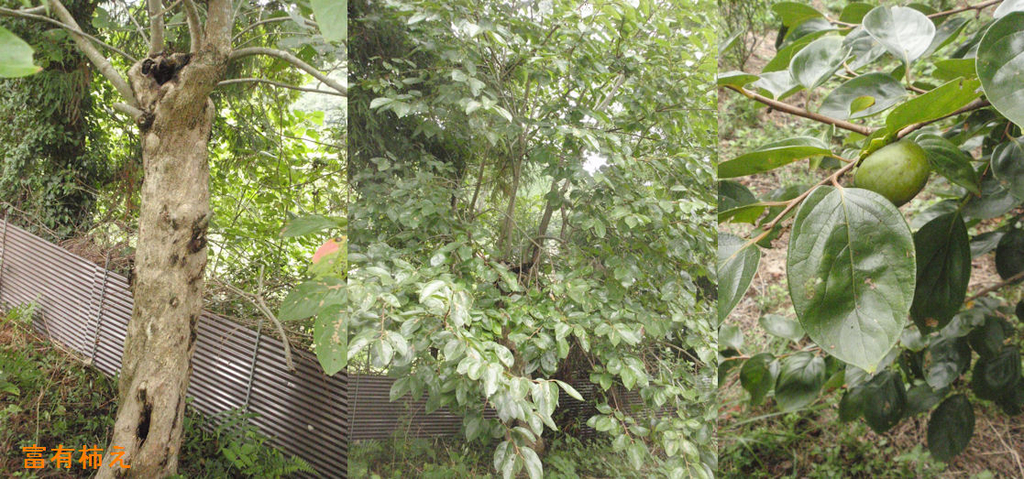 f:id:chuumeikun:20180910190943j:plain