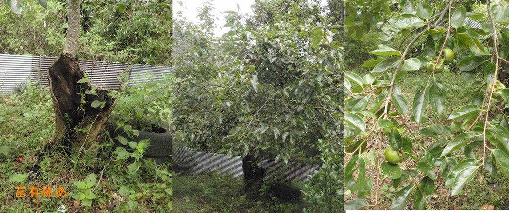 f:id:chuumeikun:20180910190959j:plain