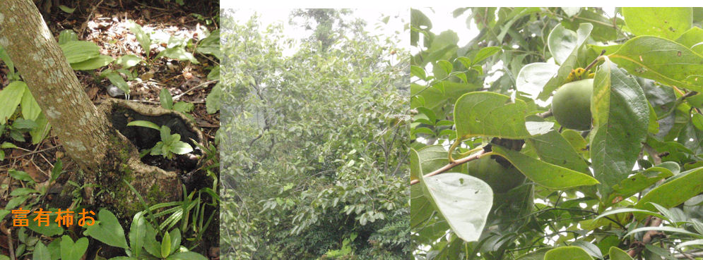 f:id:chuumeikun:20180910191014j:plain