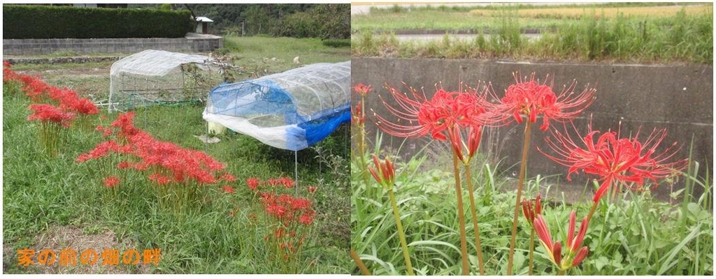 f:id:chuumeikun:20180925002443j:plain f:id:chuumeikun:20180925002443j:plain