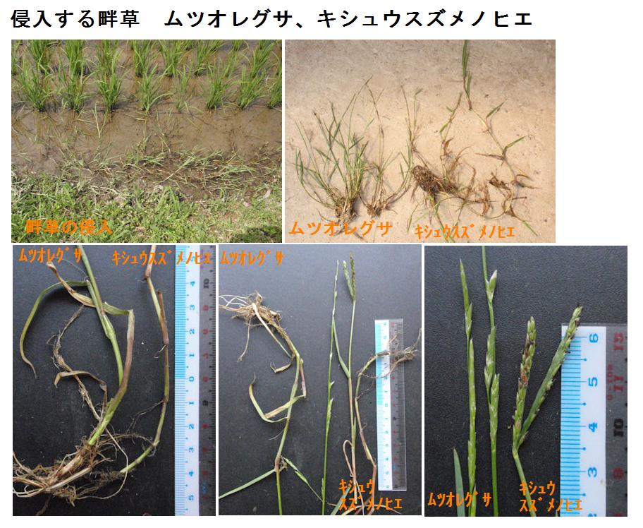 f:id:chuumeikun:20180925003315j:plain f:id:chuumeikun:20180925003315j:plain