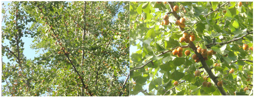 f:id:chuumeikun:20181001163923j:plain