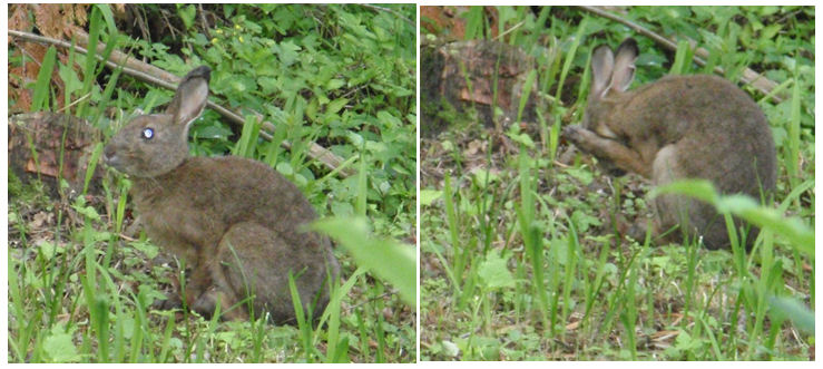 f:id:chuumeikun:20181005083923j:plain f:id:chuumeikun:20181005083923j:plain