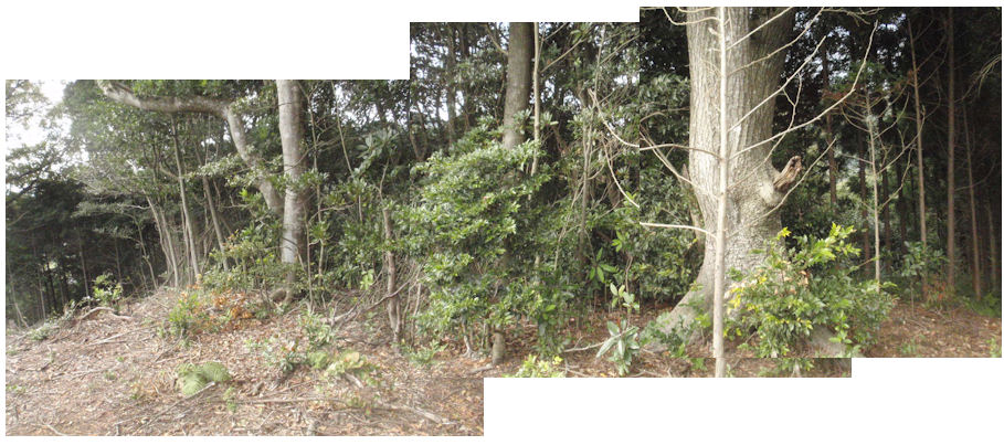 f:id:chuumeikun:20181005084045j:plain f:id:chuumeikun:20181005084045j:plain