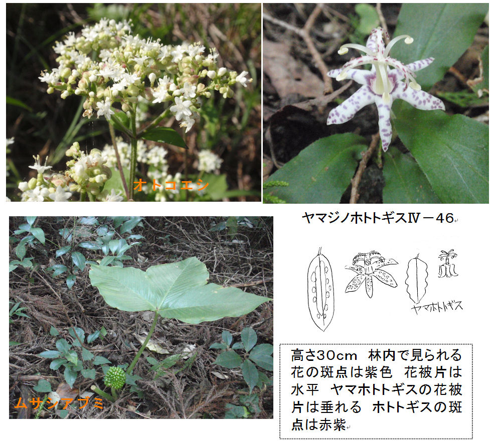 f:id:chuumeikun:20181009211810j:plain