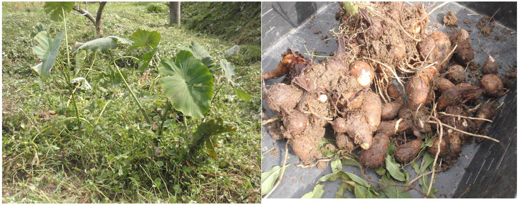 f:id:chuumeikun:20181025081235j:plain f:id:chuumeikun:20181025081235j:plain