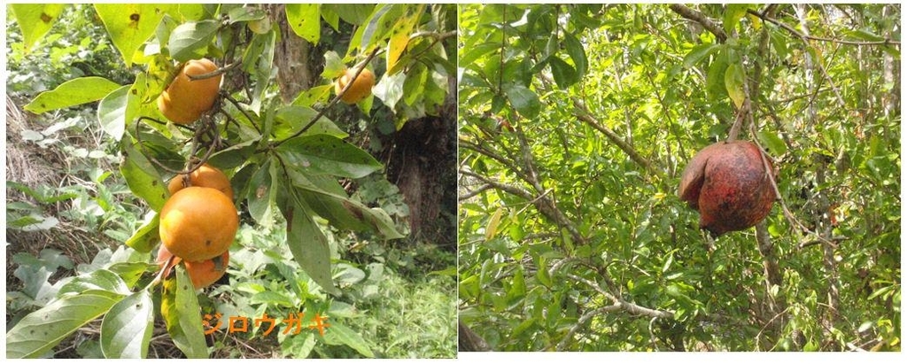 f:id:chuumeikun:20181025081251j:plain f:id:chuumeikun:20181025081251j:plain