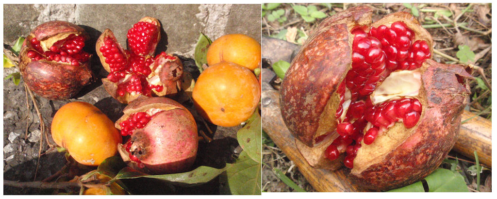 f:id:chuumeikun:20181025081308j:plain f:id:chuumeikun:20181025081308j:plain