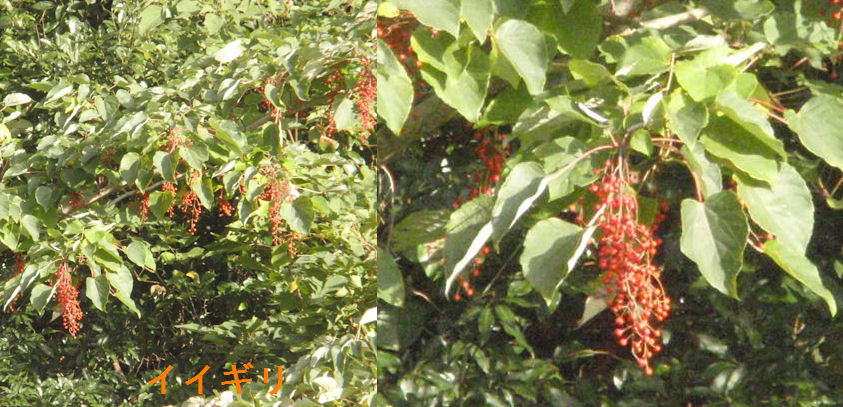 f:id:chuumeikun:20181105020356j:plain