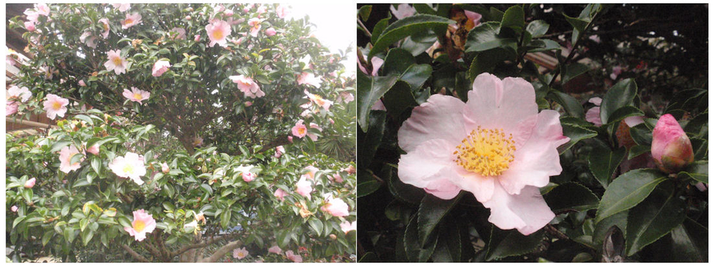 f:id:chuumeikun:20181120095859j:plain