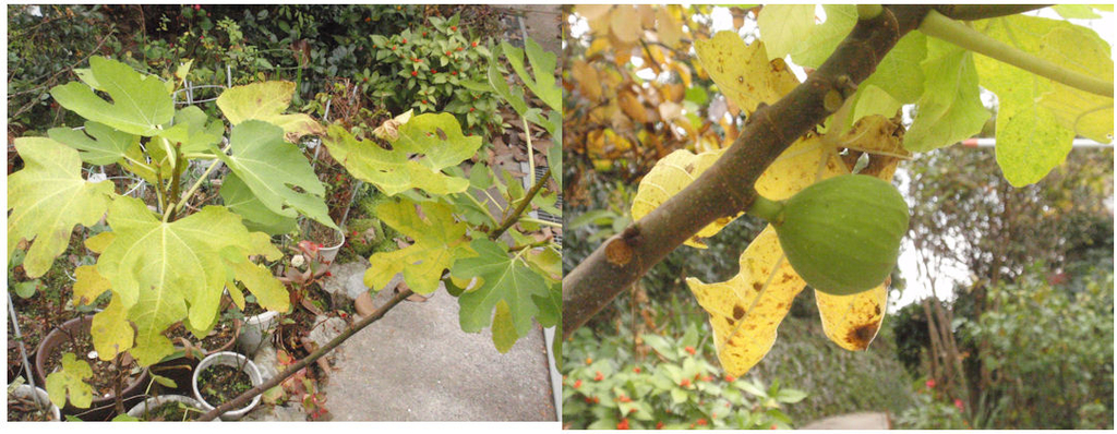 f:id:chuumeikun:20181120095915j:plain