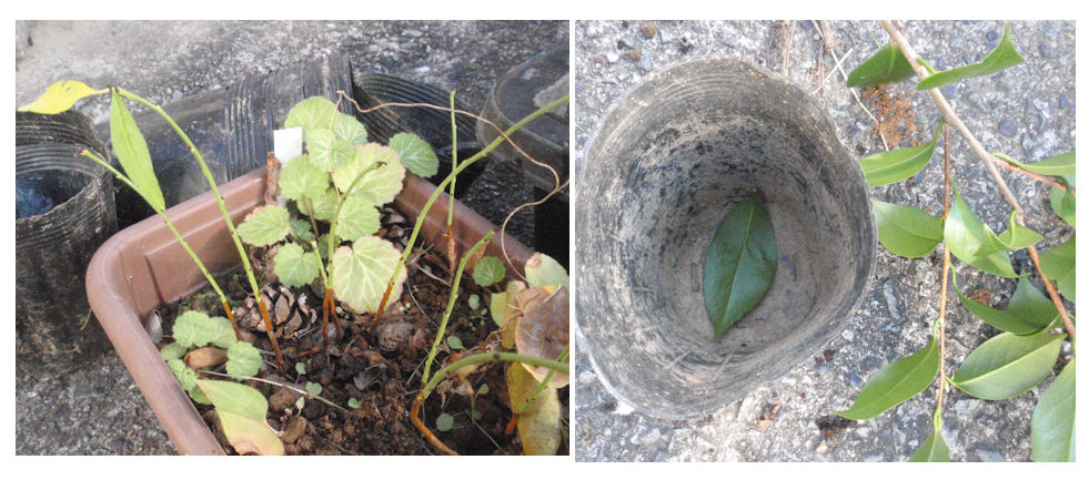 f:id:chuumeikun:20181211083848j:plain f:id:chuumeikun:20181211083848j:plain