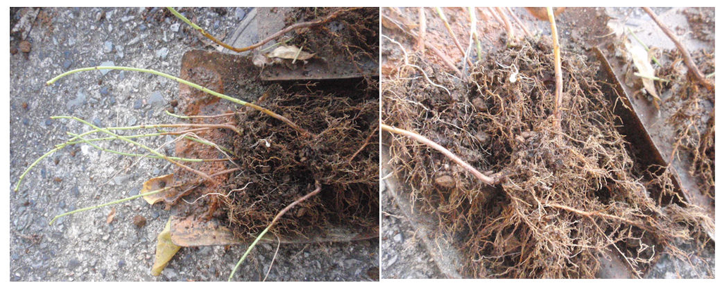 f:id:chuumeikun:20181211084101j:plain f:id:chuumeikun:20181211084101j:plain