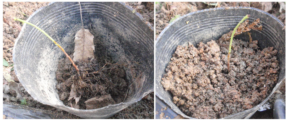 f:id:chuumeikun:20181211084121j:plain f:id:chuumeikun:20181211084121j:plain