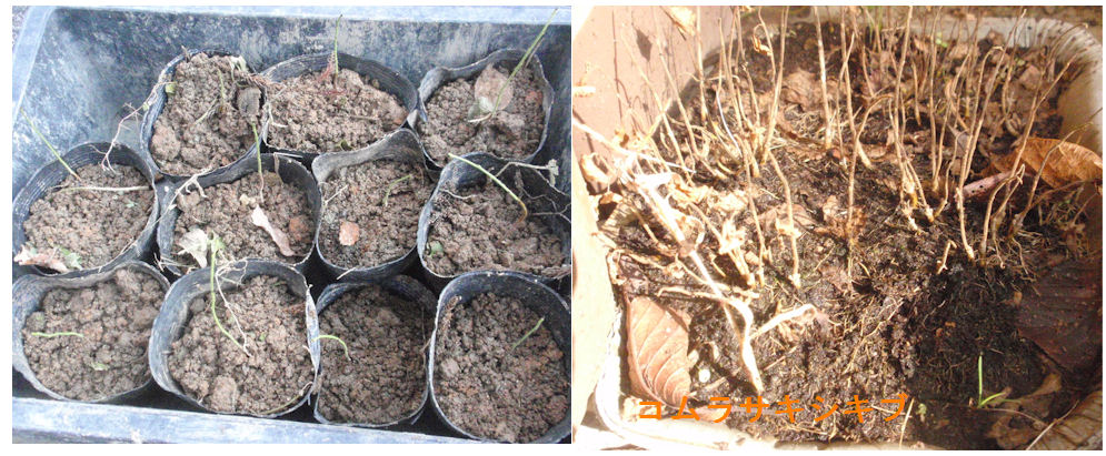 f:id:chuumeikun:20181211084140j:plain f:id:chuumeikun:20181211084140j:plain