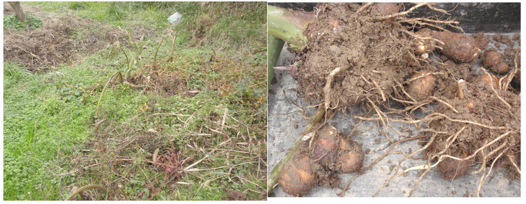 f:id:chuumeikun:20181218190600j:plain f:id:chuumeikun:20181218190600j:plain