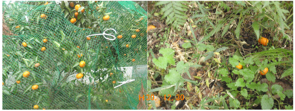 f:id:chuumeikun:20181230180359j:plain f:id:chuumeikun:20181230180359j:plain