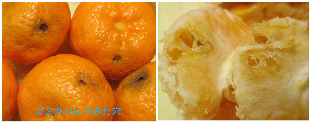 f:id:chuumeikun:20181230180512j:plain f:id:chuumeikun:20181230180512j:plain