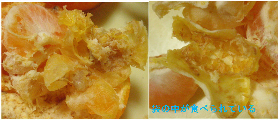 f:id:chuumeikun:20181230180618j:plain f:id:chuumeikun:20181230180618j:plain