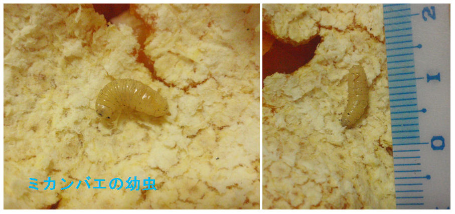 f:id:chuumeikun:20181230180658j:plain f:id:chuumeikun:20181230180658j:plain