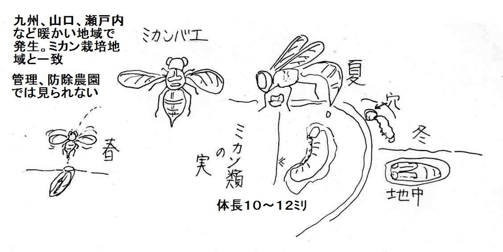 f:id:chuumeikun:20181230180752j:plain f:id:chuumeikun:20181230180752j:plain