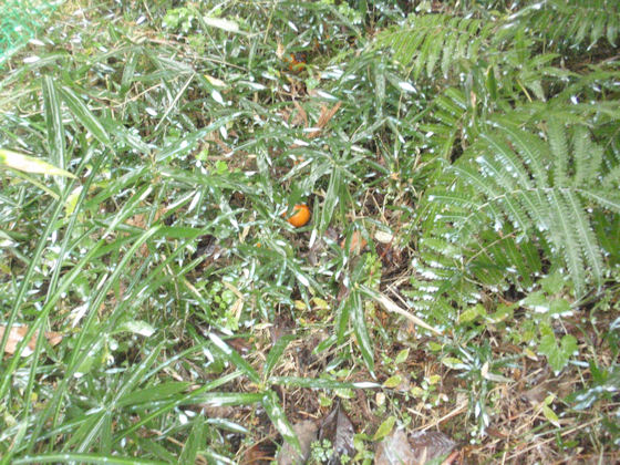 f:id:chuumeikun:20181230181035j:plain f:id:chuumeikun:20181230181035j:plain