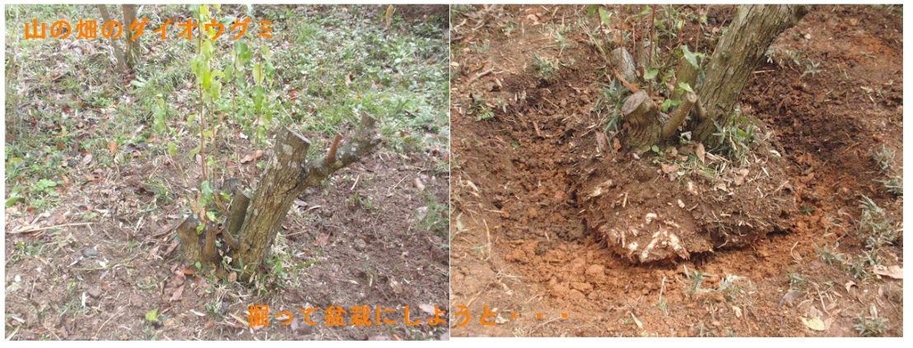 f:id:chuumeikun:20190113015615j:plain