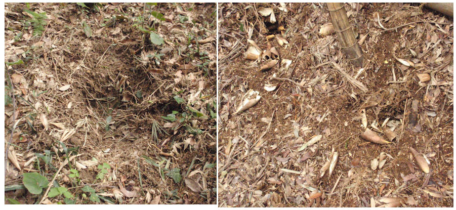 f:id:chuumeikun:20190412124610j:plain