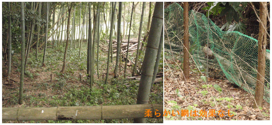 f:id:chuumeikun:20190412124704j:plain