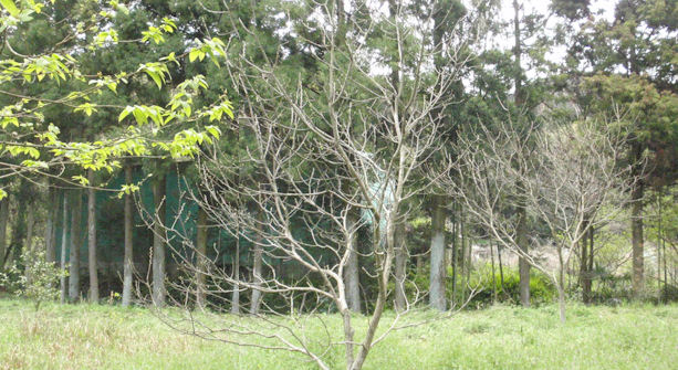 f:id:chuumeikun:20190417195416j:plain