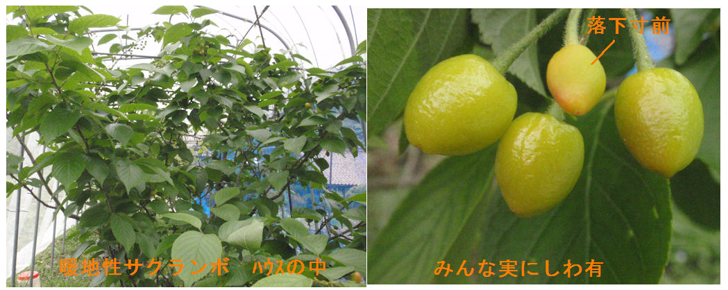 f:id:chuumeikun:20190428193154j:plain f:id:chuumeikun:20190428193154j:plain