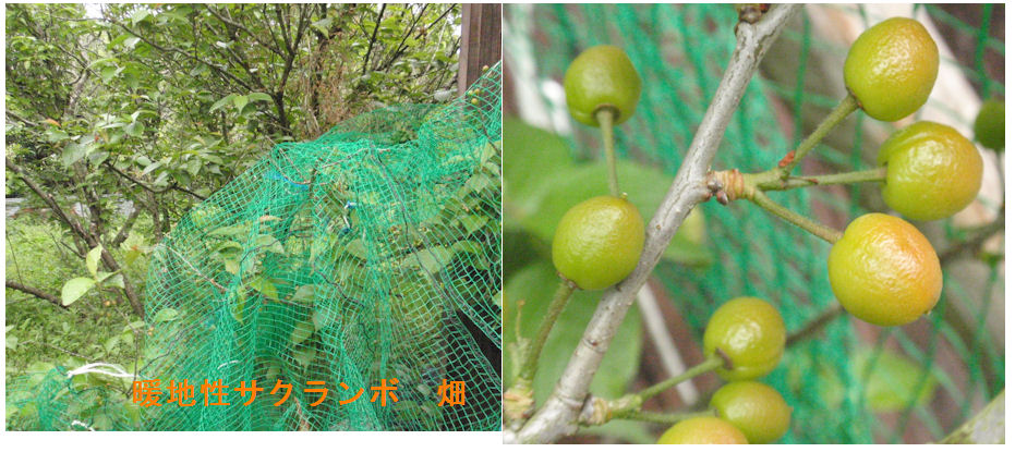 f:id:chuumeikun:20190428193414j:plain f:id:chuumeikun:20190428193414j:plain