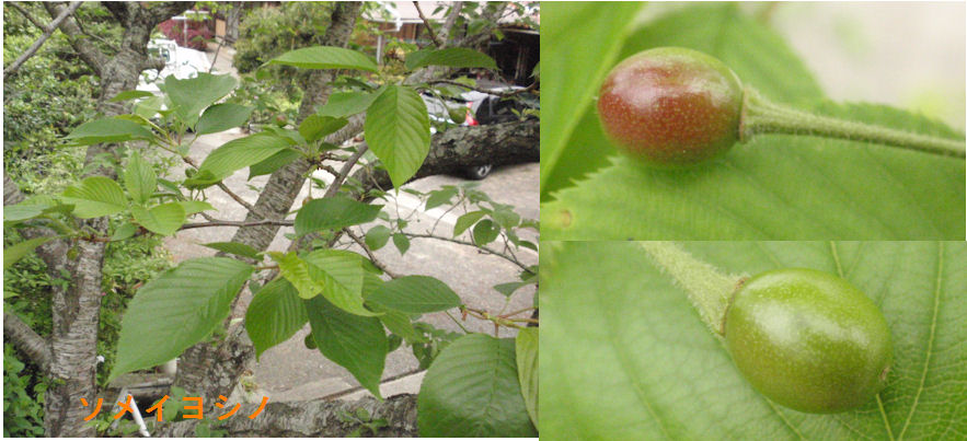 f:id:chuumeikun:20190428193537j:plain f:id:chuumeikun:20190428193537j:plain