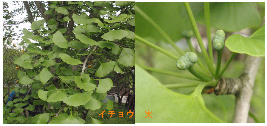 f:id:chuumeikun:20190429202410j:plain