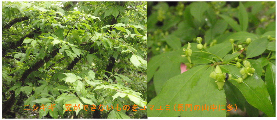 f:id:chuumeikun:20190430172400j:plain f:id:chuumeikun:20190430172400j:plain