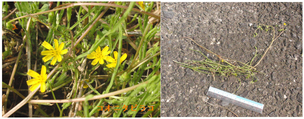 f:id:chuumeikun:20190502232251j:plain