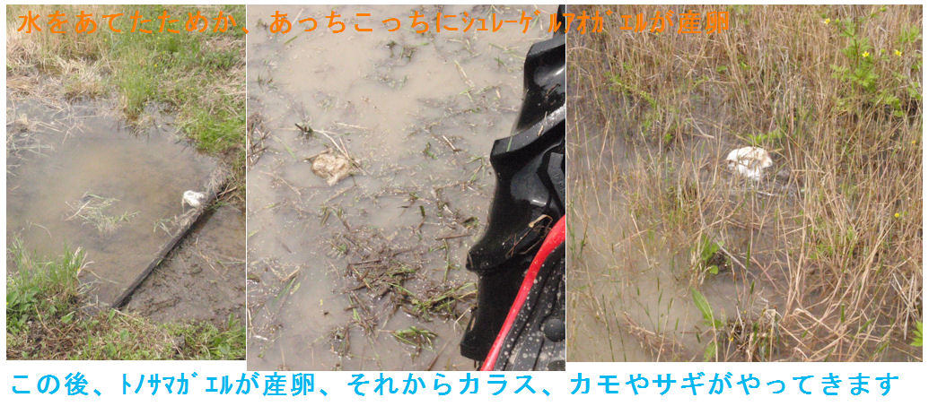 f:id:chuumeikun:20190507003443j:plain