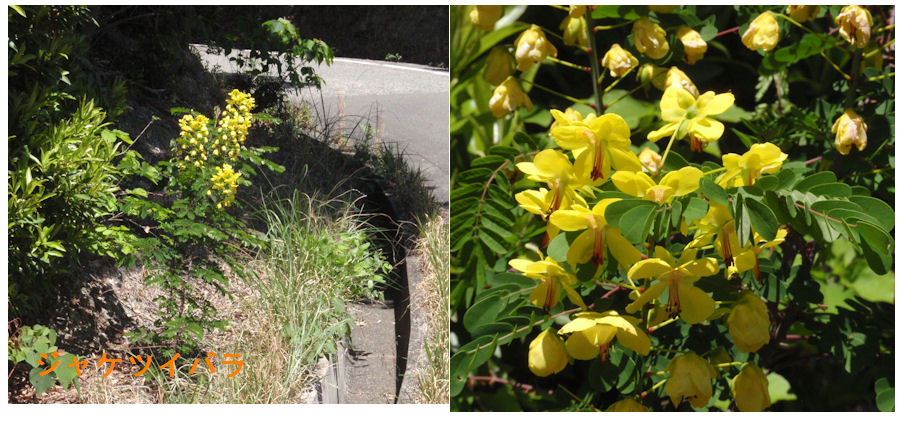 f:id:chuumeikun:20190508003822j:plain